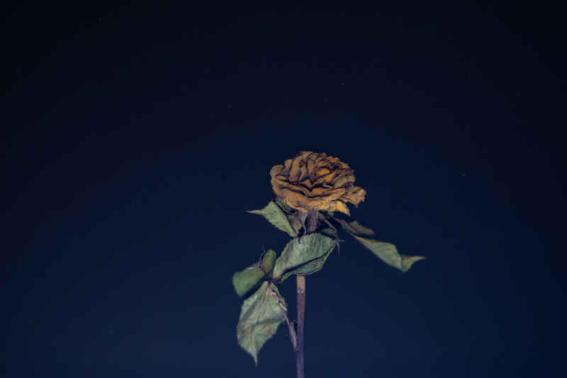 玫瑰花