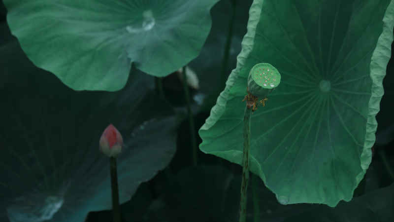 荷花 7