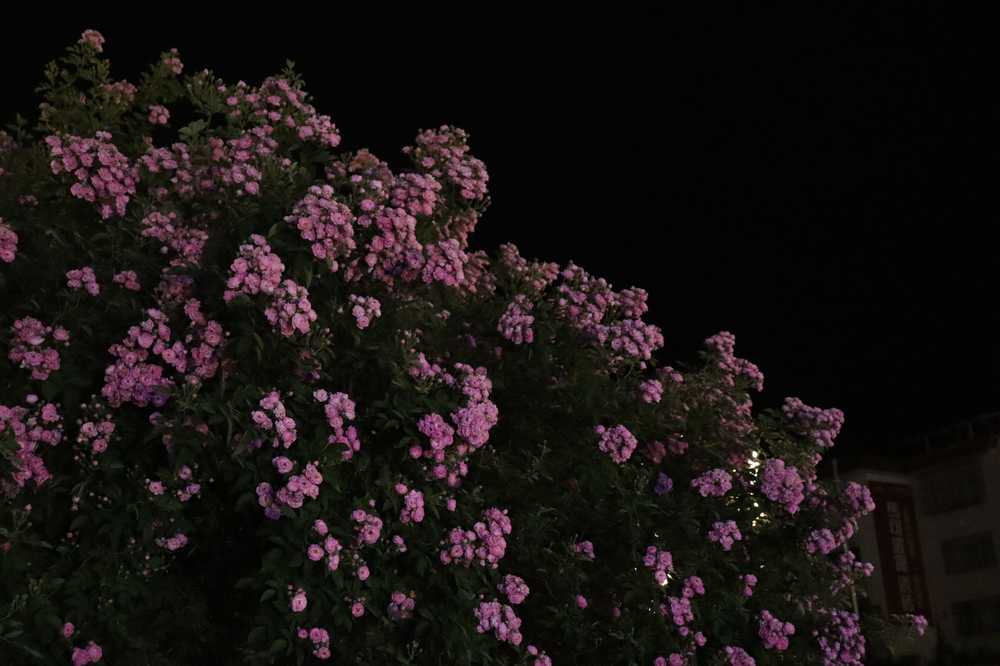 夜色蔷薇