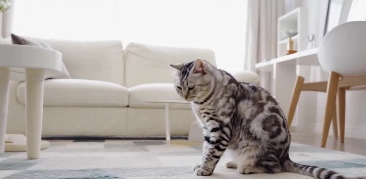 一只银虎斑猫坐在素雅的白色客厅地毯上。客厅内，白色