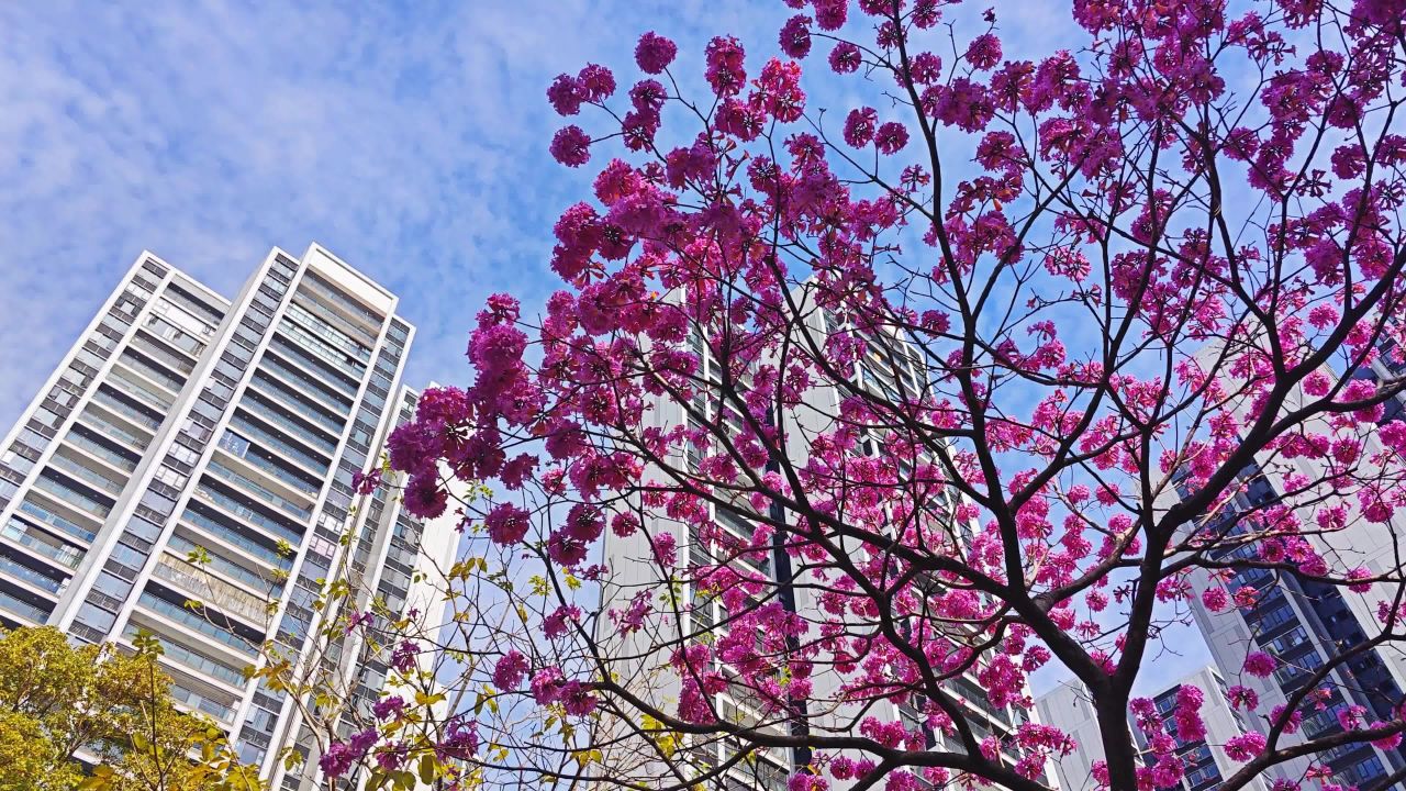 4K紫花风铃木花满树仰拍