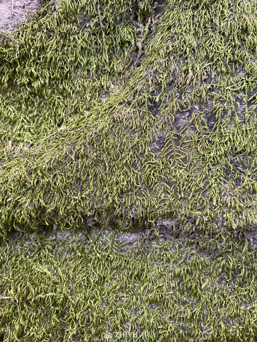 苔藓的细腻纹理