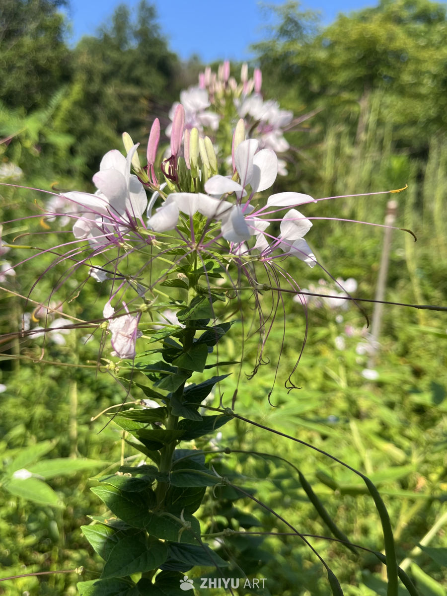 白色蜘蛛花在阳光下绽放