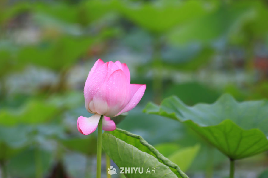 盛夏荷花 24