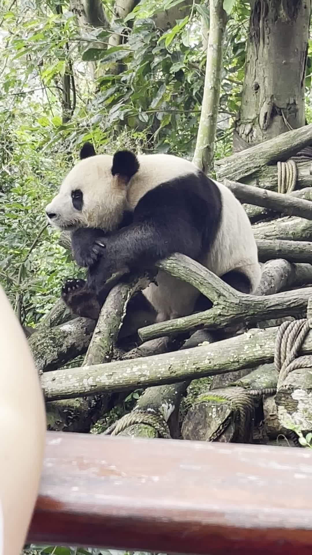 熊猫