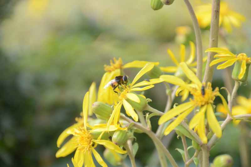 蜜蜂