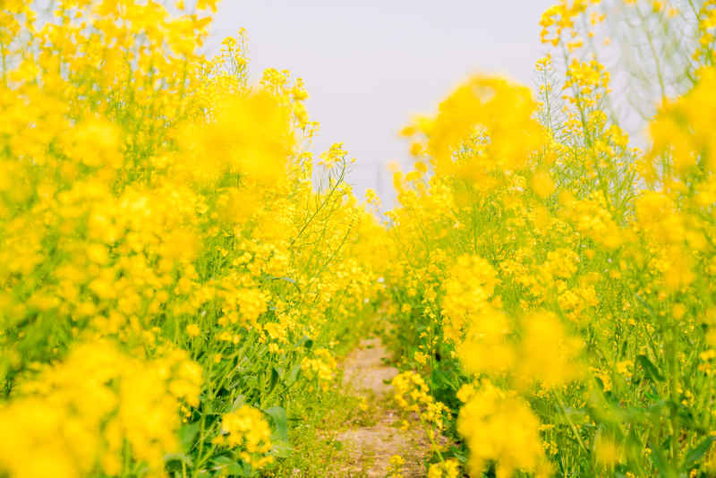 油菜花 23