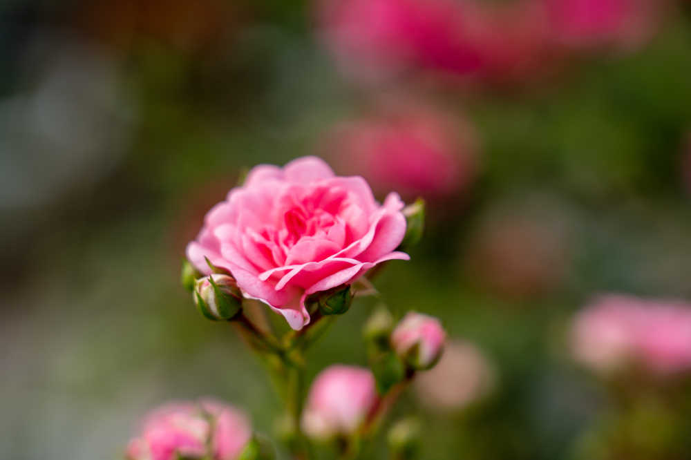 玫瑰谷的月季花