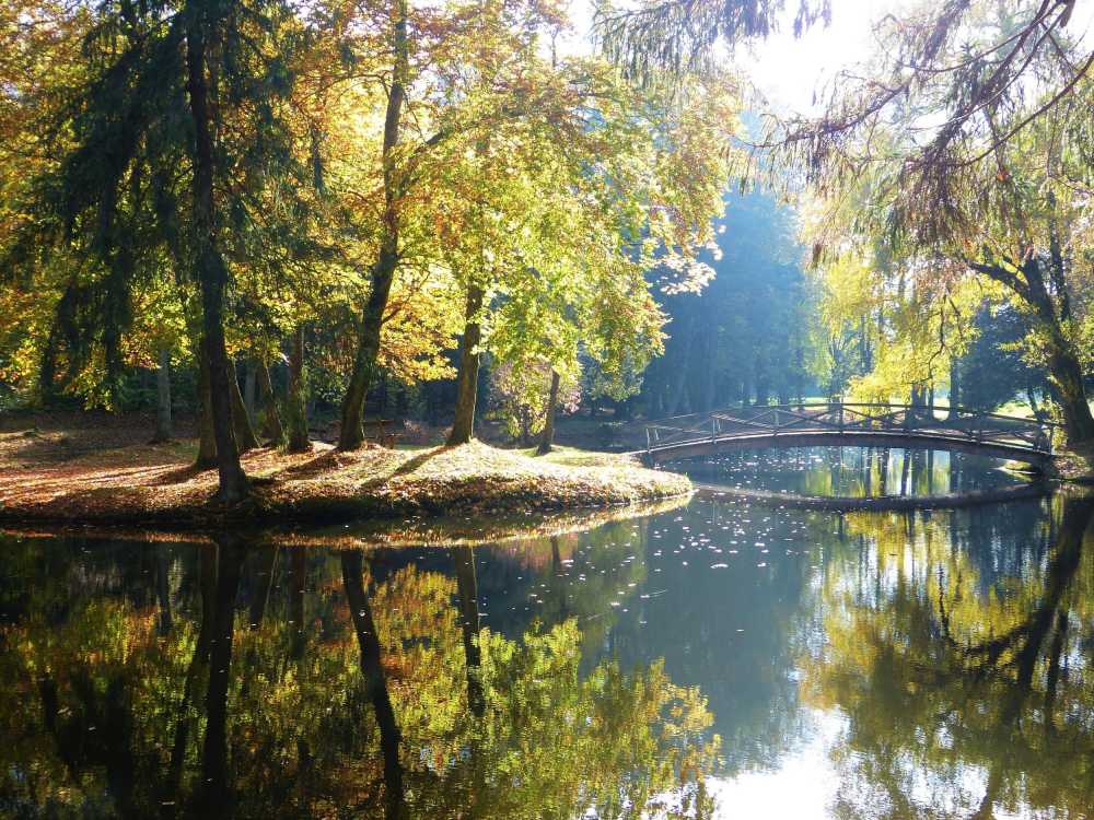 公园树木池塘秋季