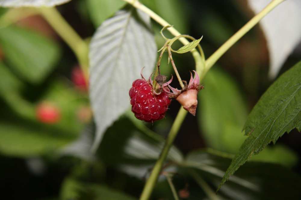 树莓厂水果夏季
