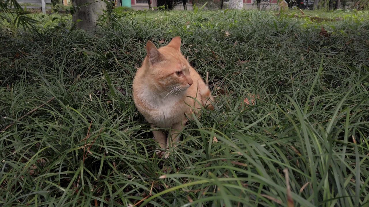 草丛里的橘猫