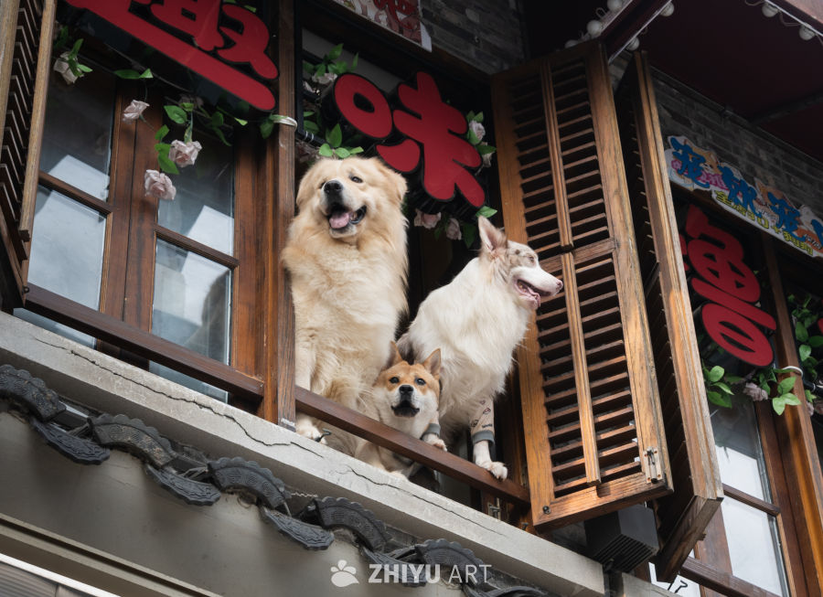 狗狗们在传统建筑的阳台上微笑