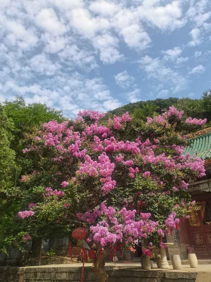 山花