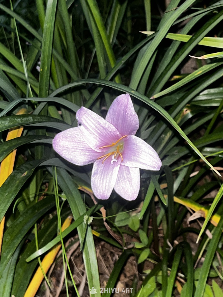 紫色雨花与绿叶的和谐