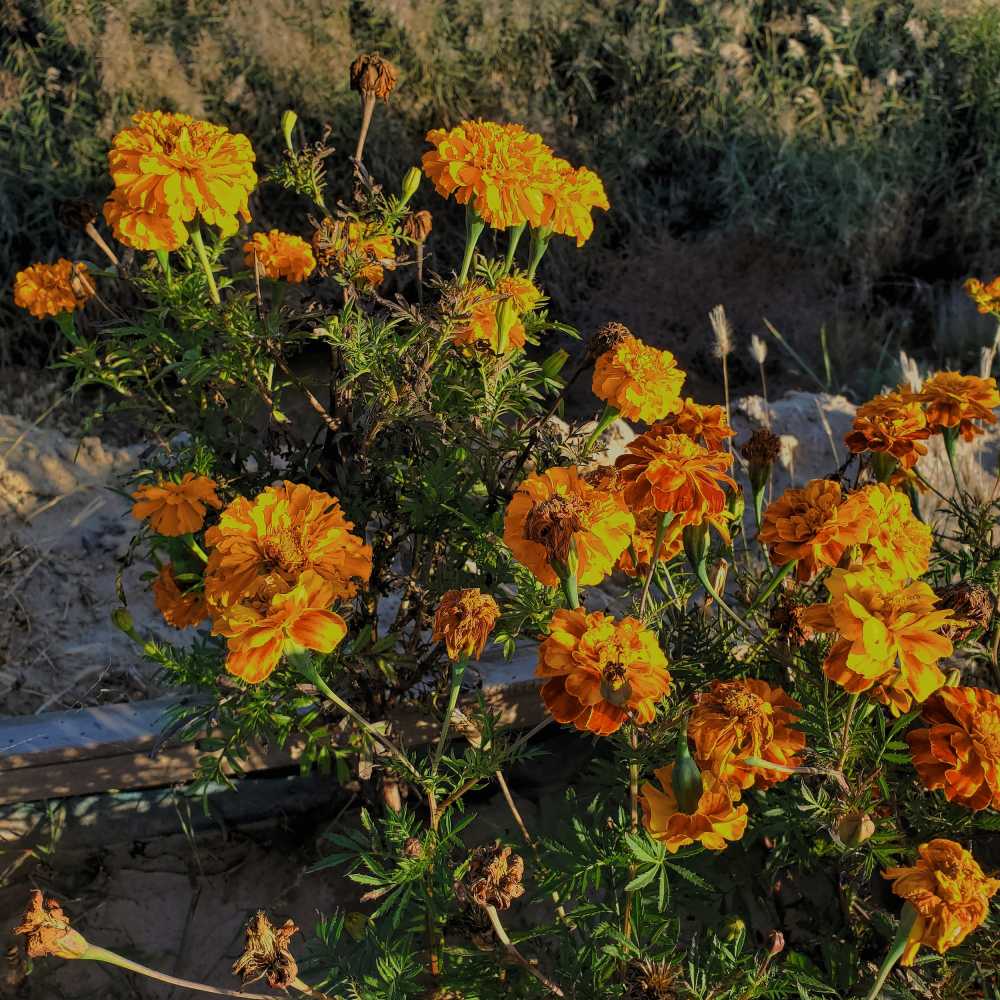 花