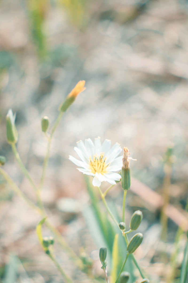 绿野白菊梦