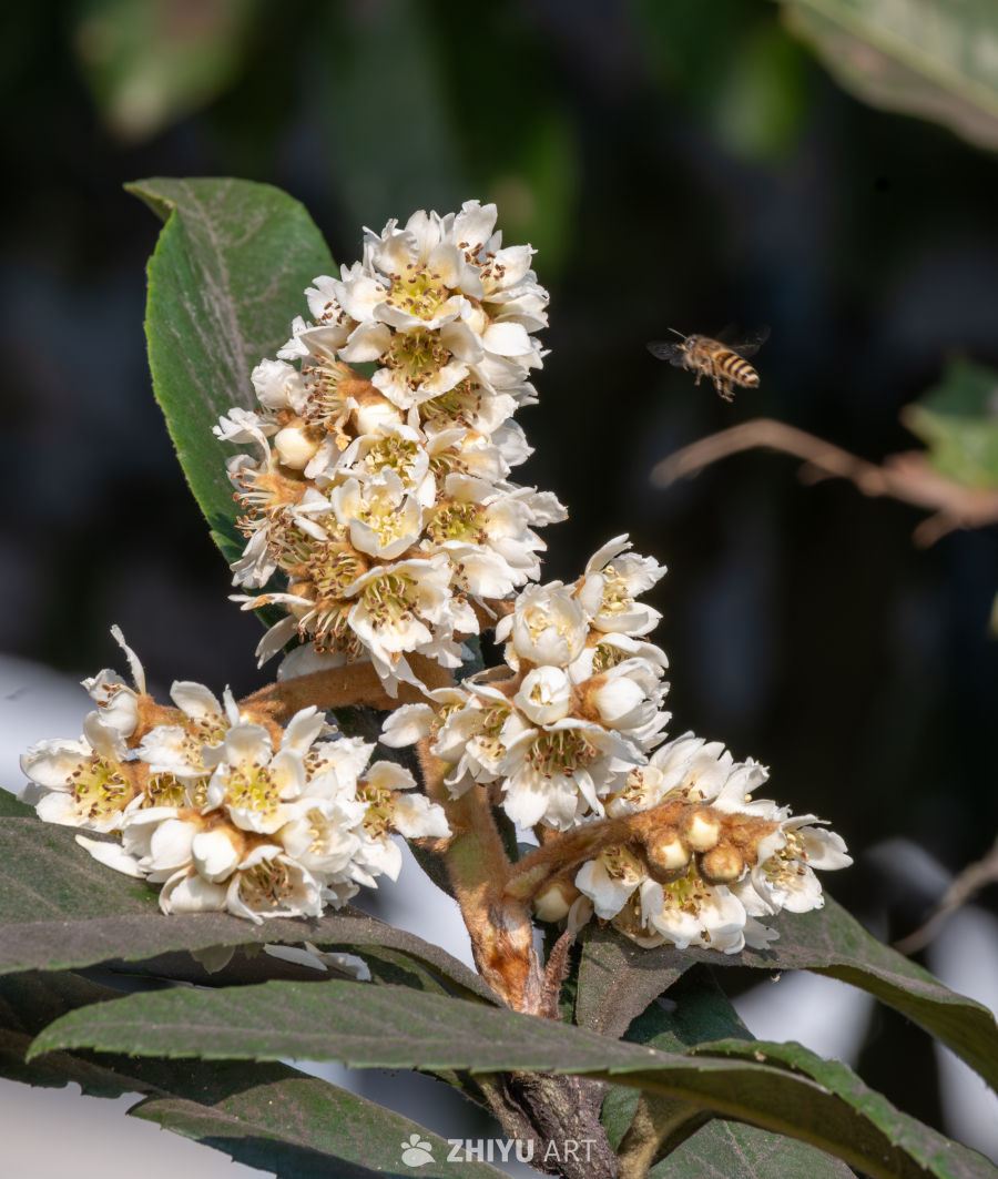 枇杷花事，蜂来作伴