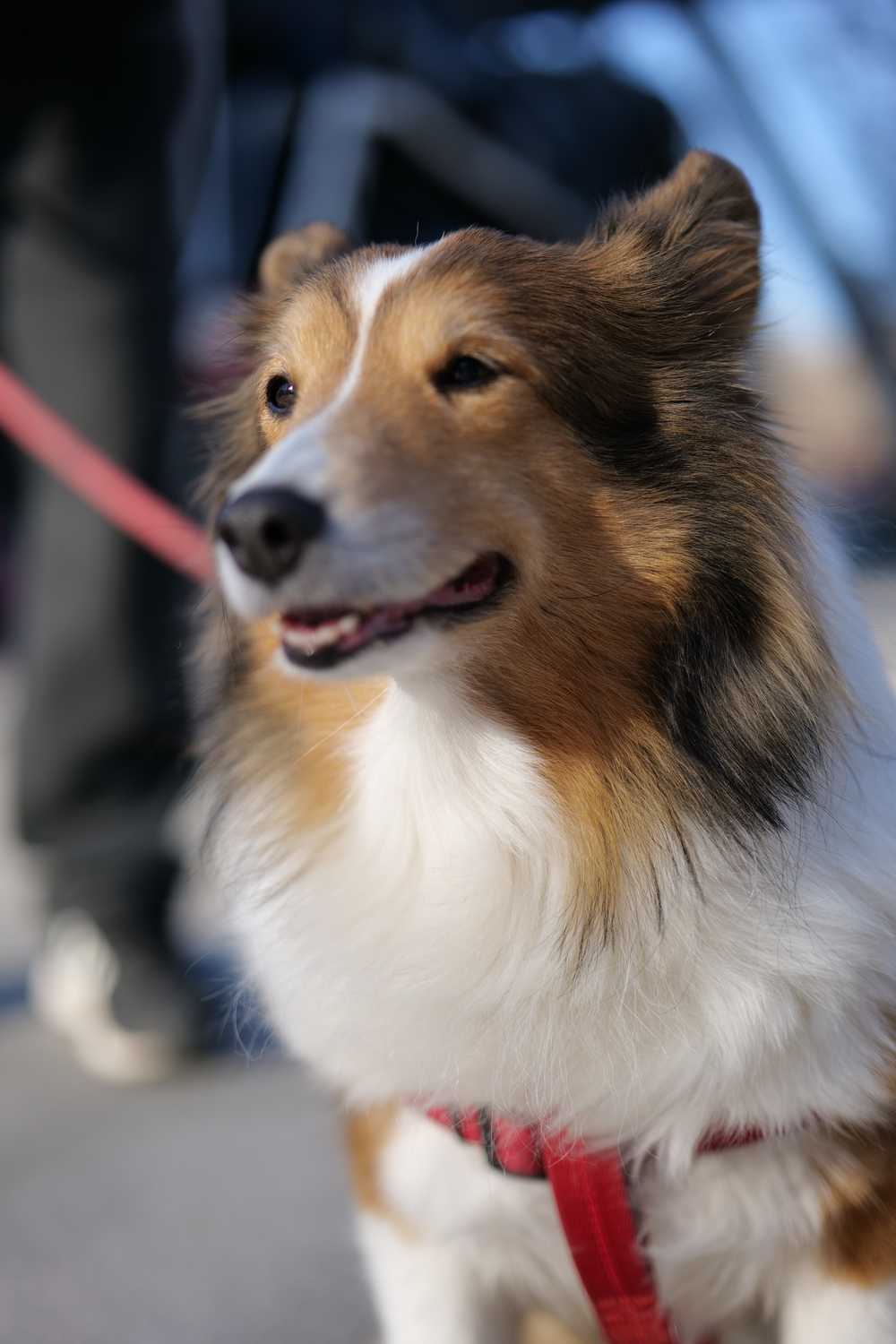 喜乐蒂牧羊犬