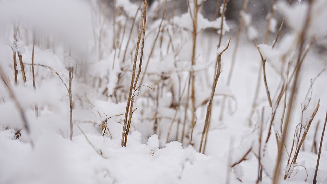 【4K 60帧】大雪与植物