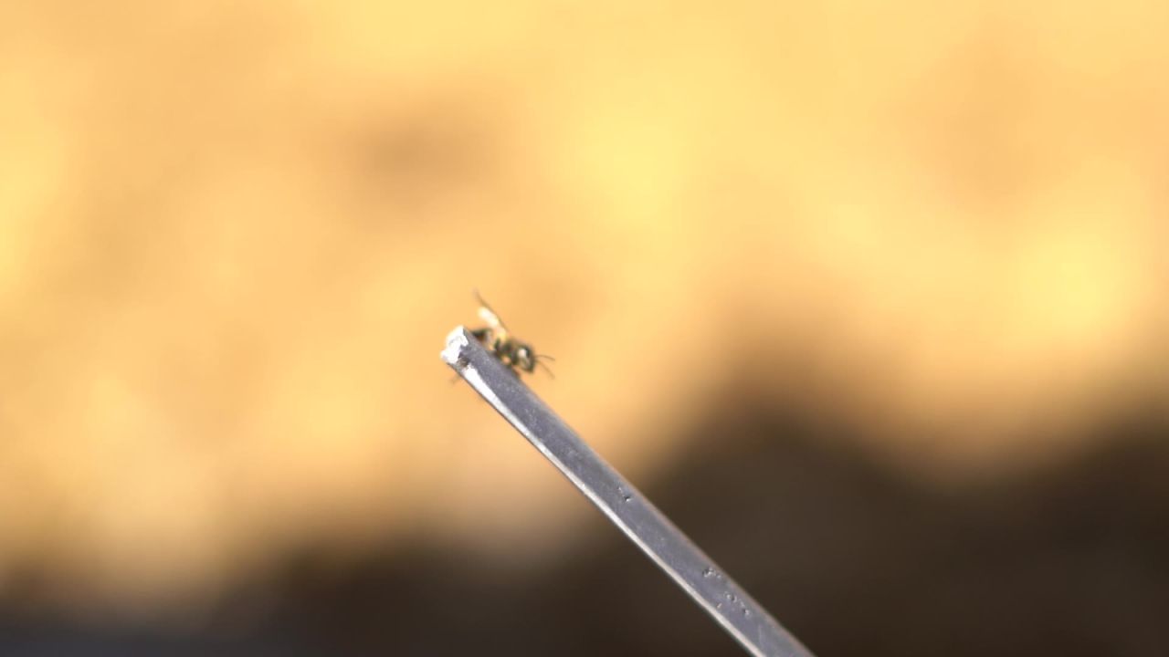 蜂蜜