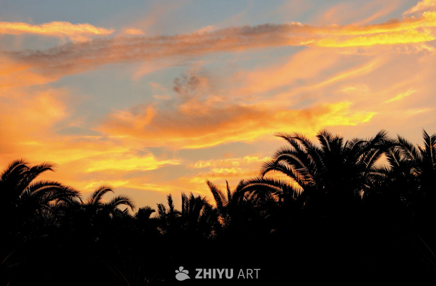 棕榈树剪影与夕阳交相辉映