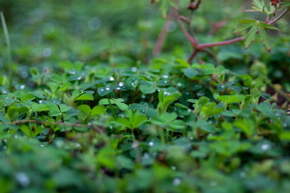 植物特写背景