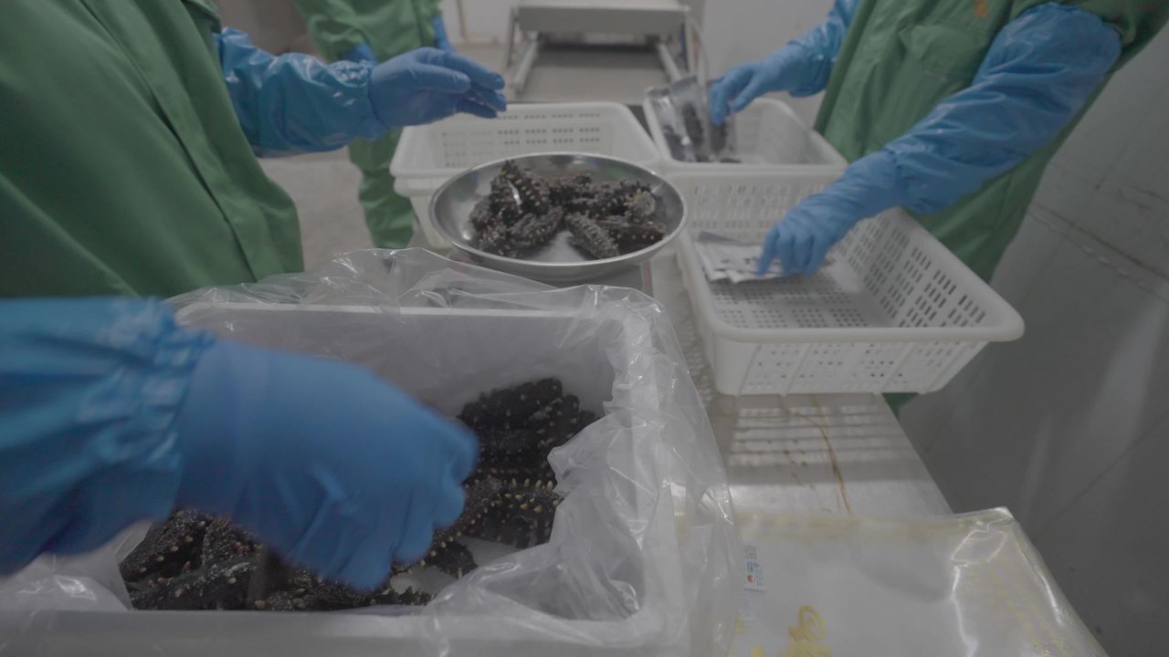 加工的真空海参包装过程