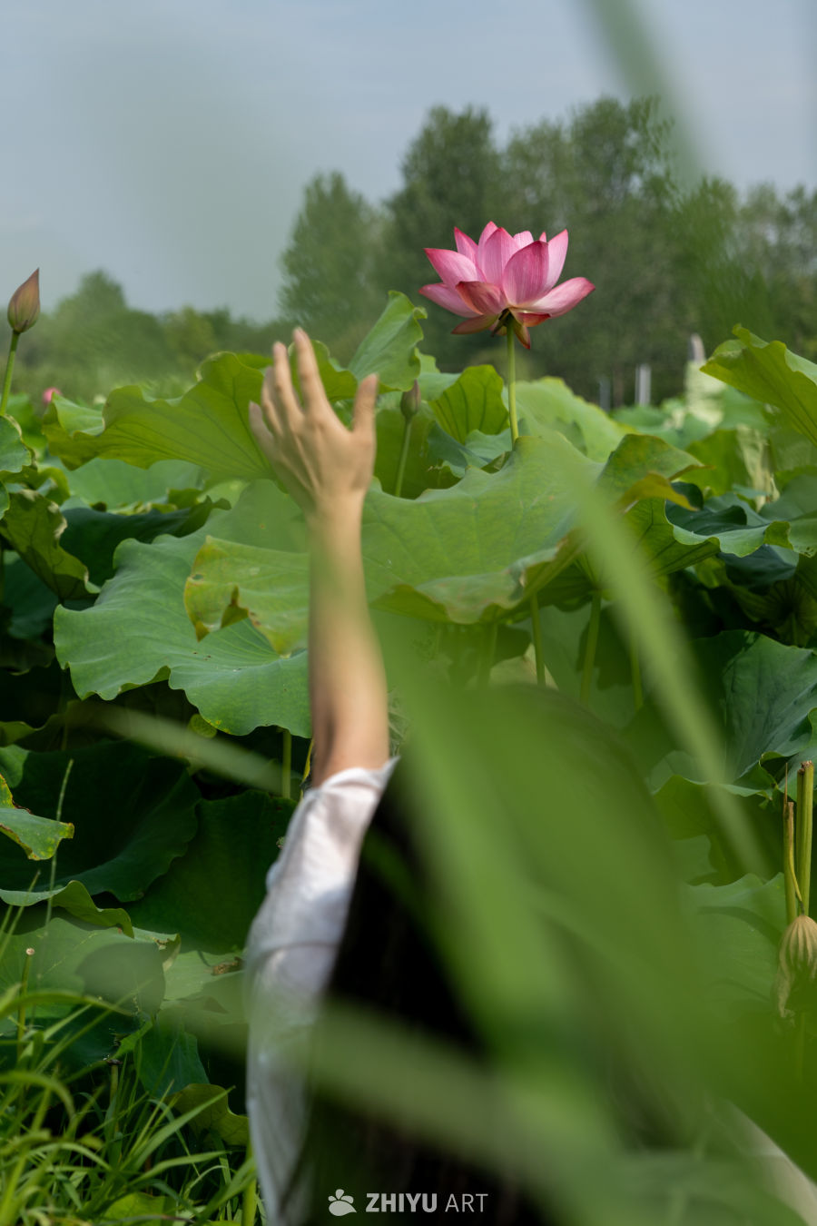 荷花 168