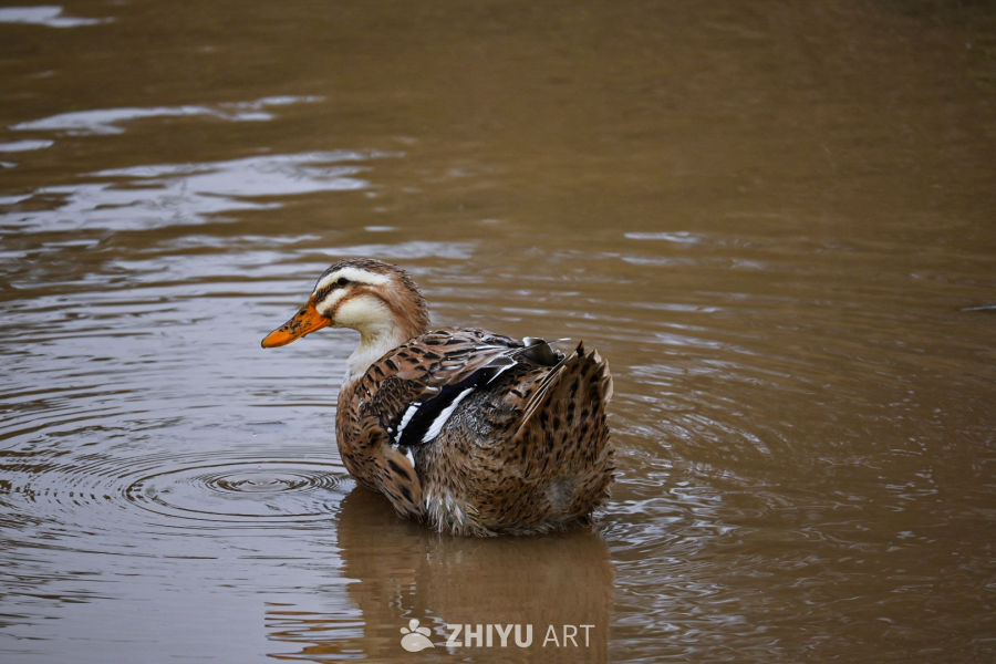 湖中游鸭