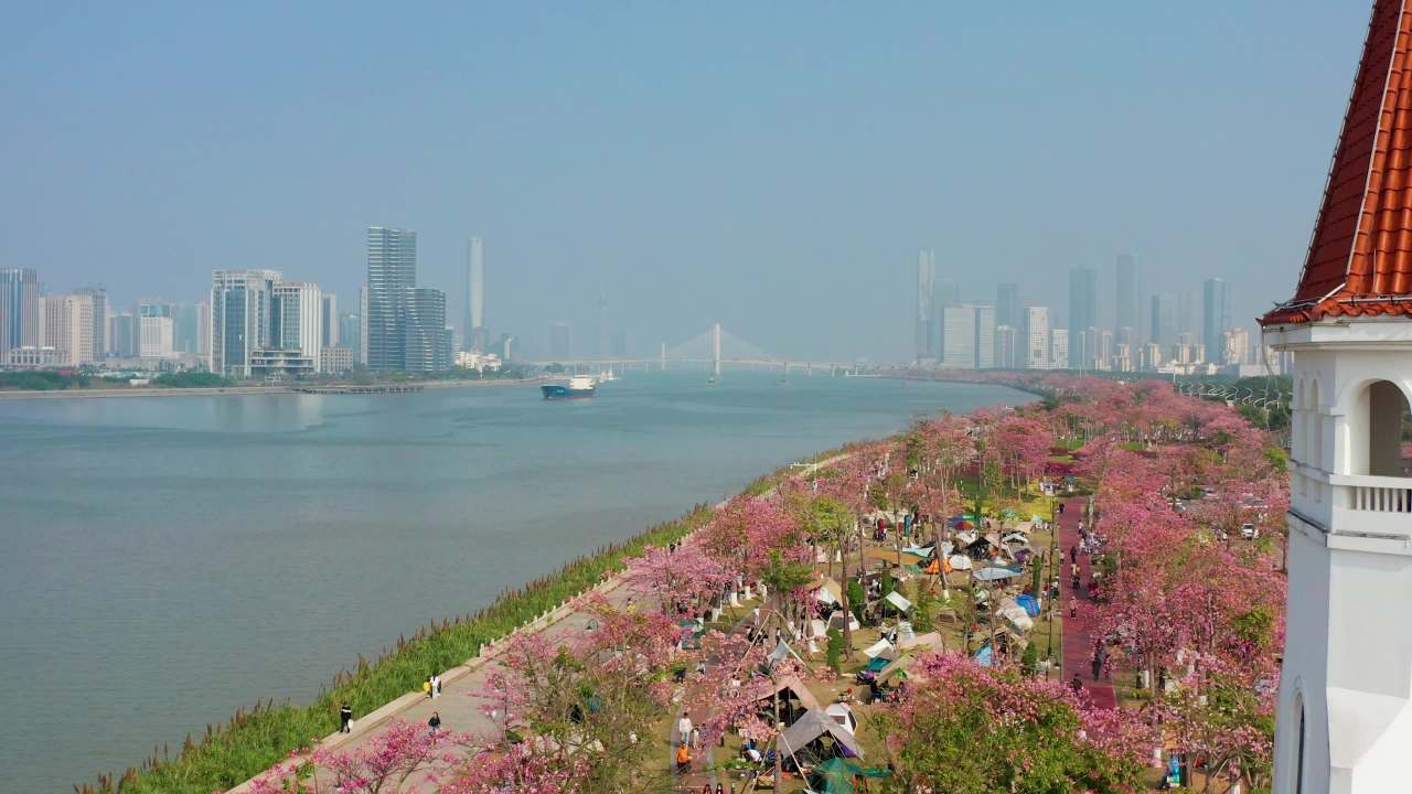 二四年珠海横琴花海长廊异木棉五