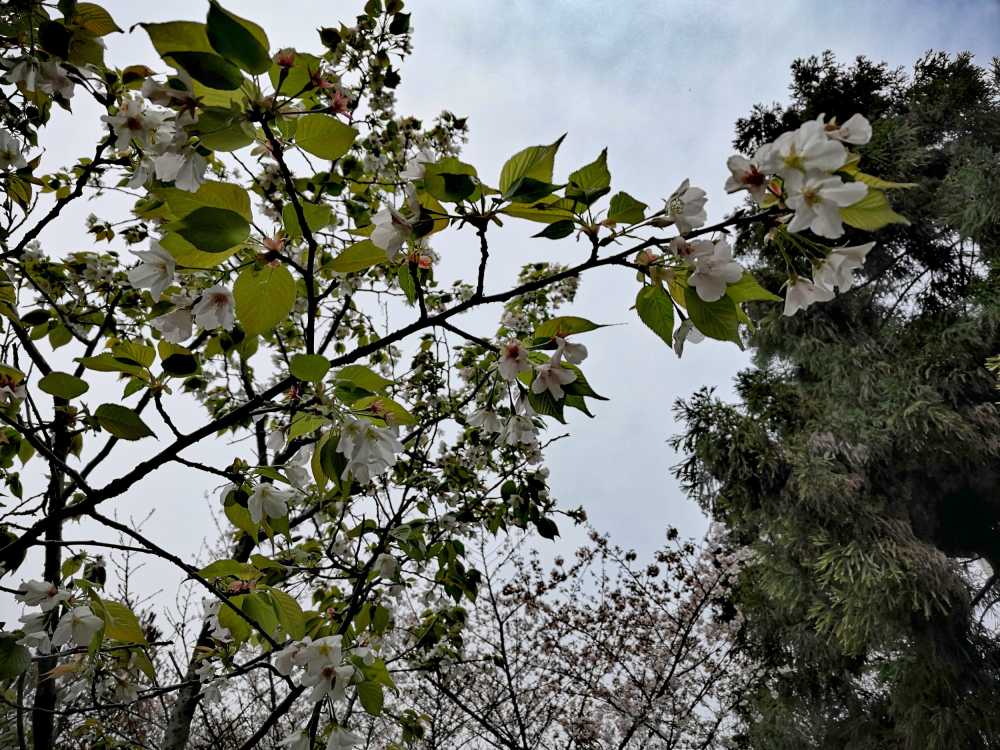 山樱花