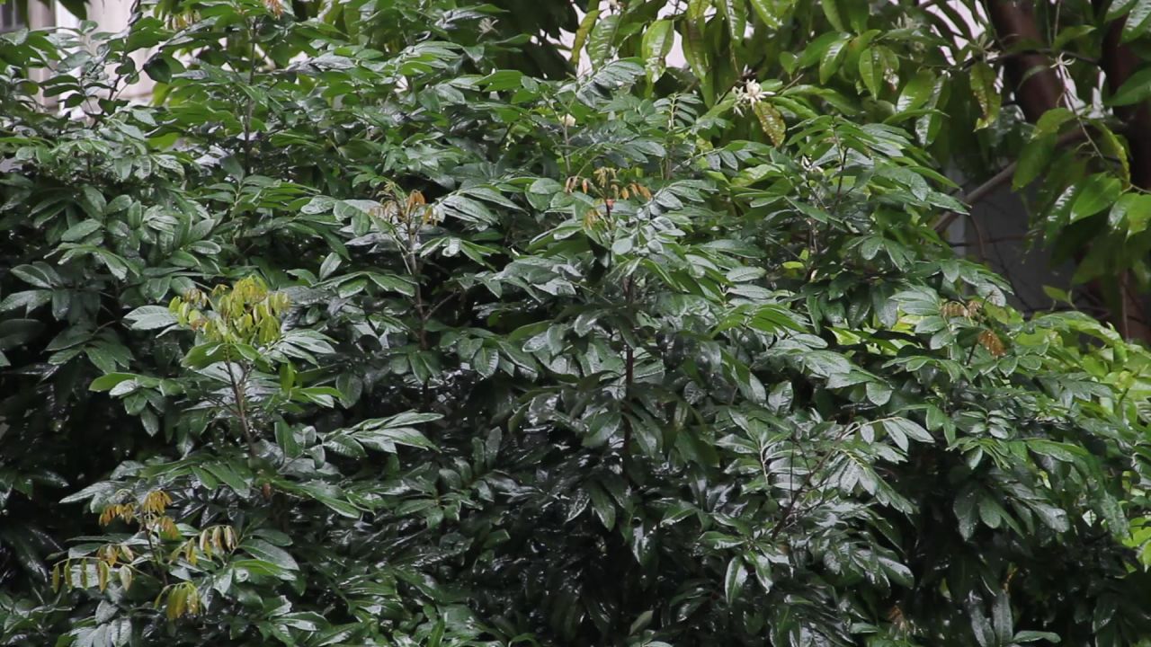 雨中的龙眼树