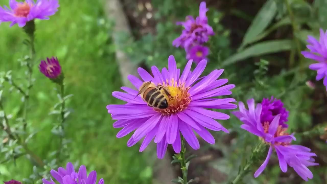 蜜蜂昆虫开花动物