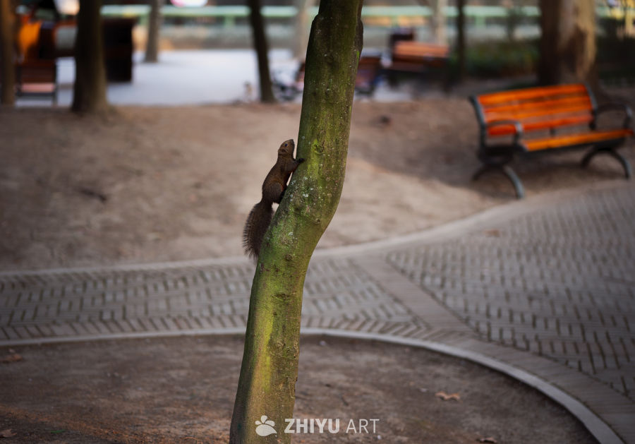 动物园里有什么？