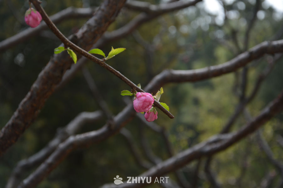 榆叶梅