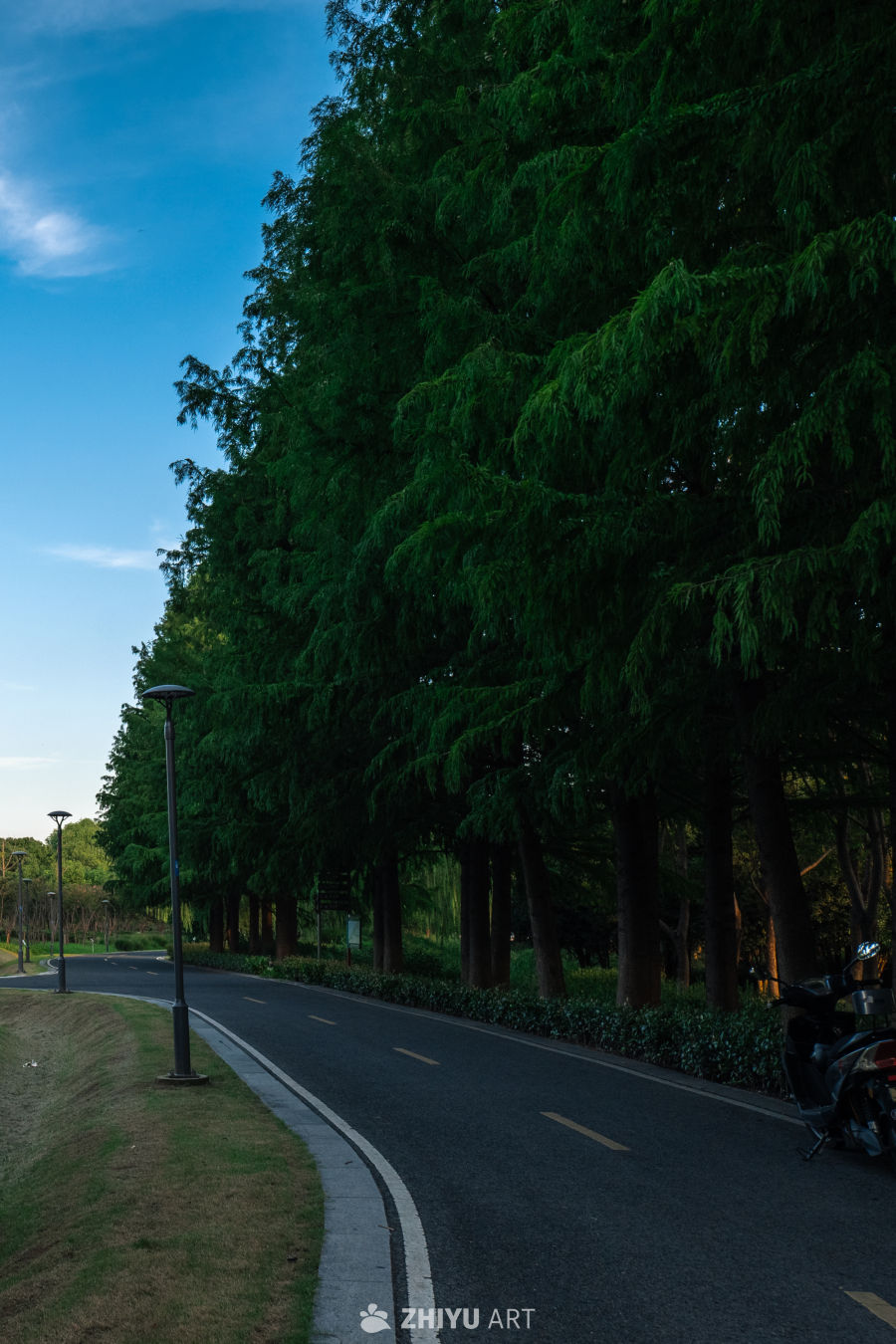 林荫道旁的静谧黄昏