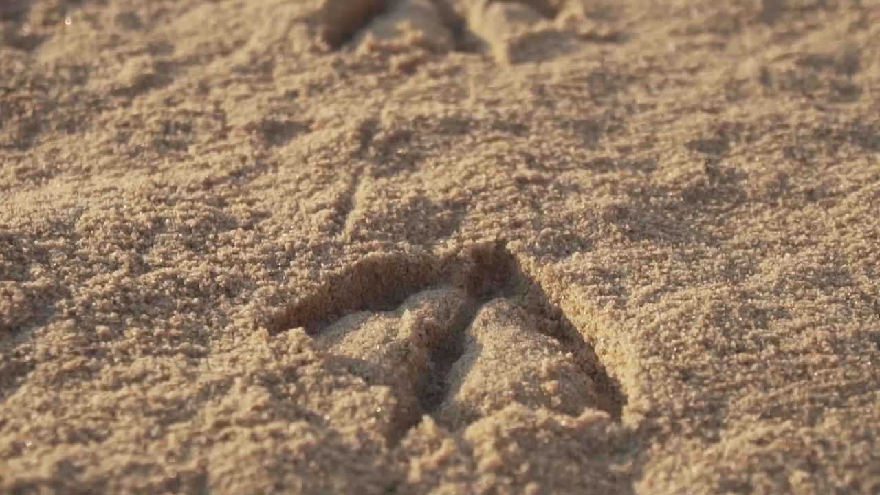 足迹鸥海滩沙
