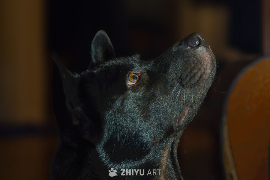 黑犬仰望的眼神