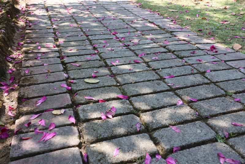 落花瓣