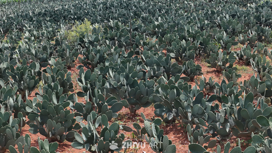 仙人掌种植基地