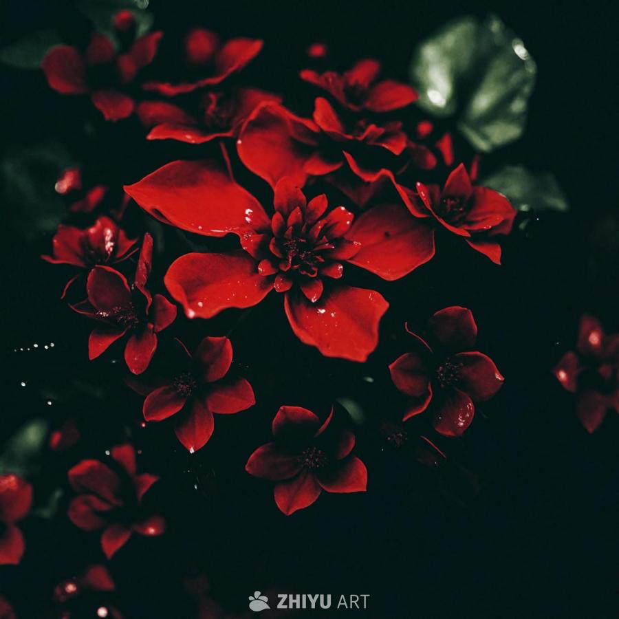 特写镜头呈现一朵鲜艳的红色花朵，可能是一朵玫瑰，周