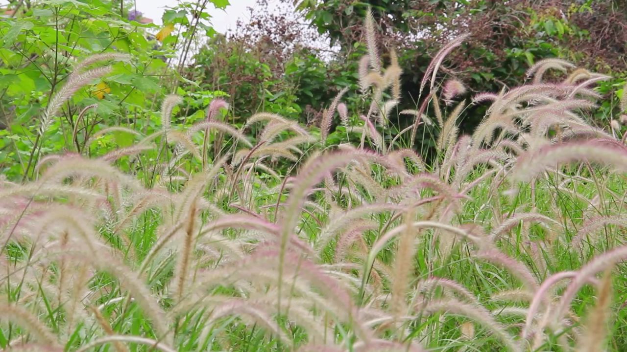 微风狼尾草丛