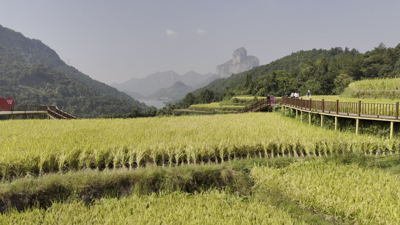 温州中雁荡山与梯田水稻 18
