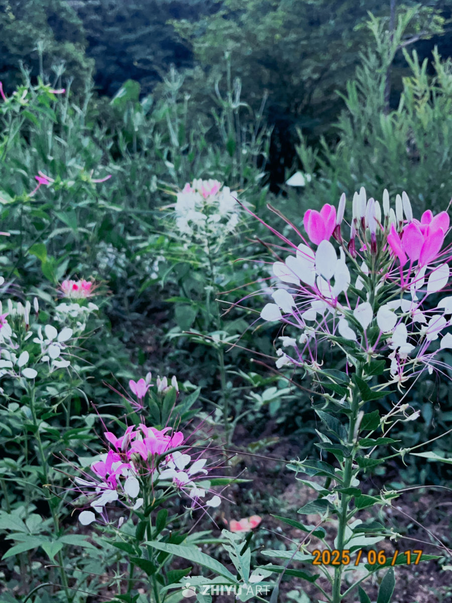 粉白花海的自然之美