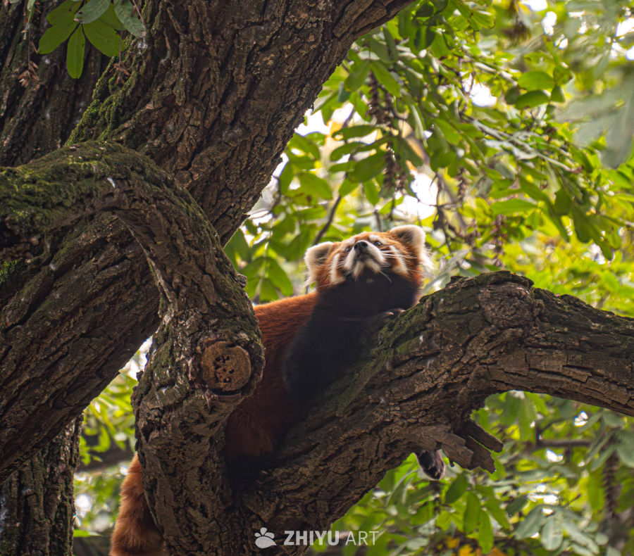 红熊猫树上萌态
