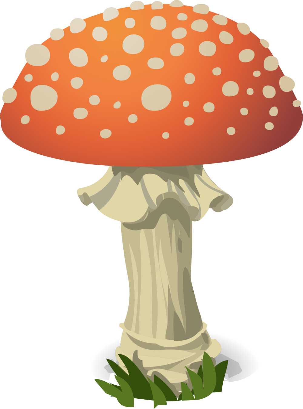蘑菇飞木耳红色有毒自然菌类发现白成长户外危险魔术