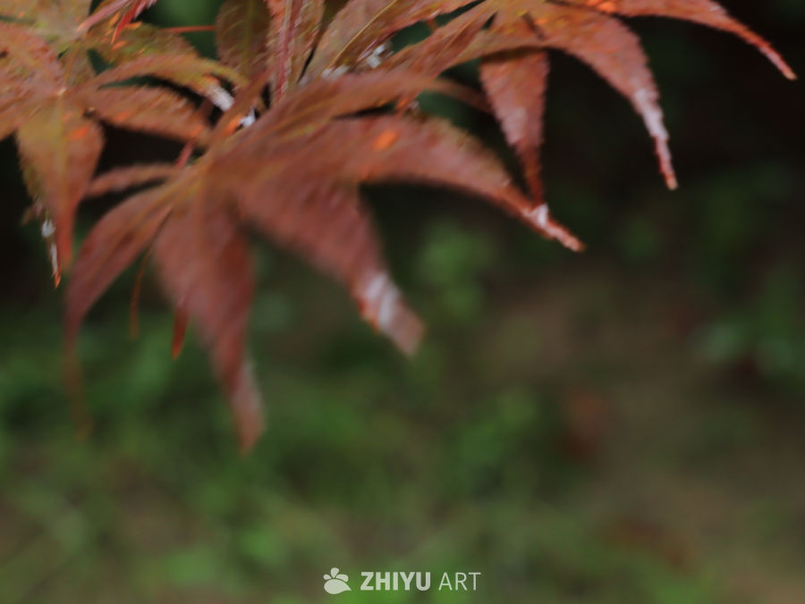 秋日枫叶的温柔