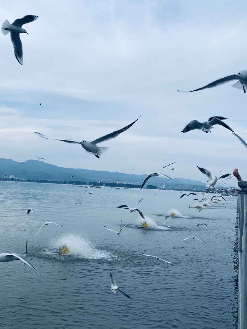 海鸥 10