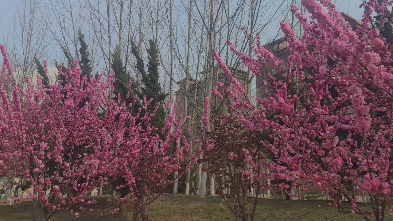 春天来了 18
