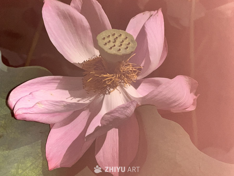 粉嫩莲花绽放